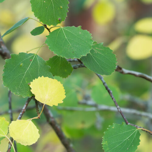 Herbal Aspirin